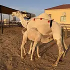 ناقه خلفه مصغر منيحه وتحتها بكره طيبه