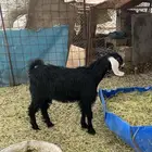 جفره عارضيه