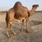 جمل احمر ادهم