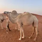 بكره حقه