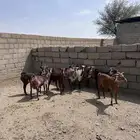 معزا دفيع دهم وشح تاسيس مراح