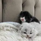 قطط سكوتش فولد للبيع