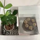 بوكس هدية أنيق   كيكة طازجة   نبتة داخل بوكس فاخر