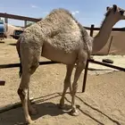 حاشي حوار