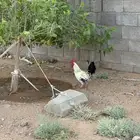 10 ديكة للبيع