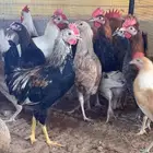 دجاج بلدي العمر 3 شهور