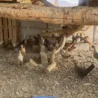 صيصان دجاج فيوم و بلدي