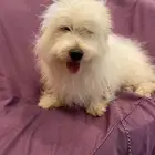 كلاب مالتيز بيور