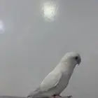 روز البينو اليف