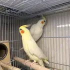 عرض لكم جوز كروان لاتينو اليف متكلم