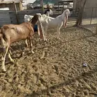 معزا هولنديه