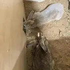 ارانب بلدي ذكور