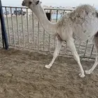 قعود للبيع العمر 7شهور