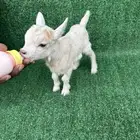 ماعز قزم عناق امريكي تشيكي