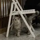 قطو للتبني