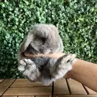 ارانب الهولندلوب