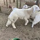 طليان حري طائفي وتيوس عارضيه