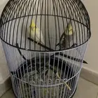 طيور كناري زينه