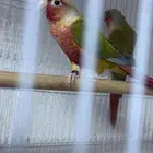 ابوعريش
