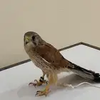 بعشق للبيع عندي اثنين