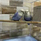 زوج روز على وجه انتاج