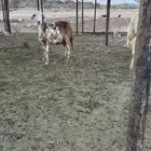 2 ضان سواكن صنف دفيع