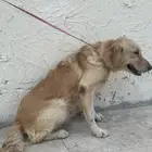 كلب جولدن بيور