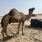 بعير ساحلي