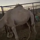 قعدان. 2. للبيع.