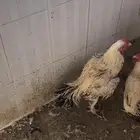 دجاج  بكستاني