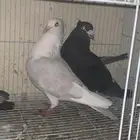 حمام زاجل