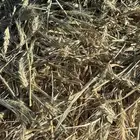 علف شعير بسبله