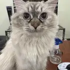 أنثى للتزاوج راغدول. قط تزاوج