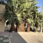 نخل واشنطني