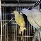 مجموعة ازوج درة هولندي