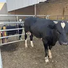 عجل بلدي فل اللحم وين الي يدور الزين والنظيف