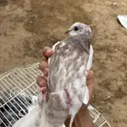 للبيع فروخ حمام ذبح