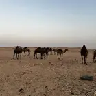 ابل صفر عدد17