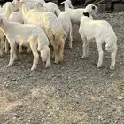 طليان للبيع في بيشة