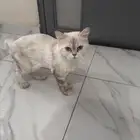 قطه انثى لتبني العمر سنه معها اورقها وتطعيماتها