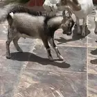 ماعز غنم قزمي تشيكي اصلي عمر 6 شهور