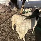 سواكن