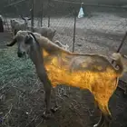 تيس للبيع
