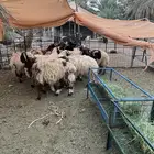 ذبايح جذعان نعيم طيبه