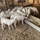 خرفان حري عمر من 2-3 اشهر