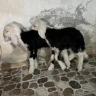 دواغير نجد