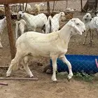 مشروع فحل سواكن انتاج محلي