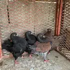 حمام كنق مدينا