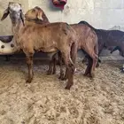 غنم سواكل جذع