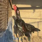 دجاج ألاماني دم هزاز